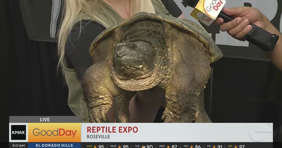 Reptile Expo Good Day Sacramento