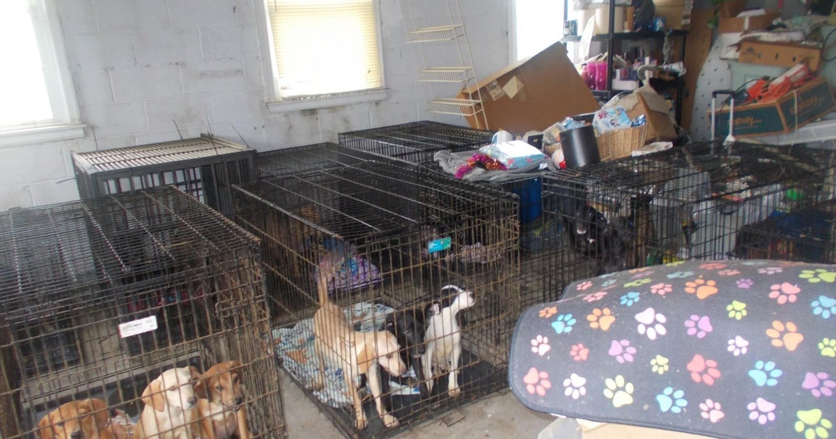 At minimum 30 useless and additional than 90 malnourished pet dogs found at Ohio animal rescue