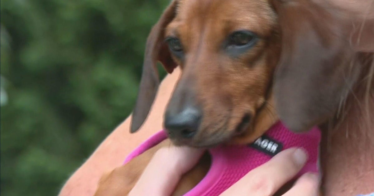 Puppy lured home by smell of family's laundry in North Attleboro - Vimarsana News