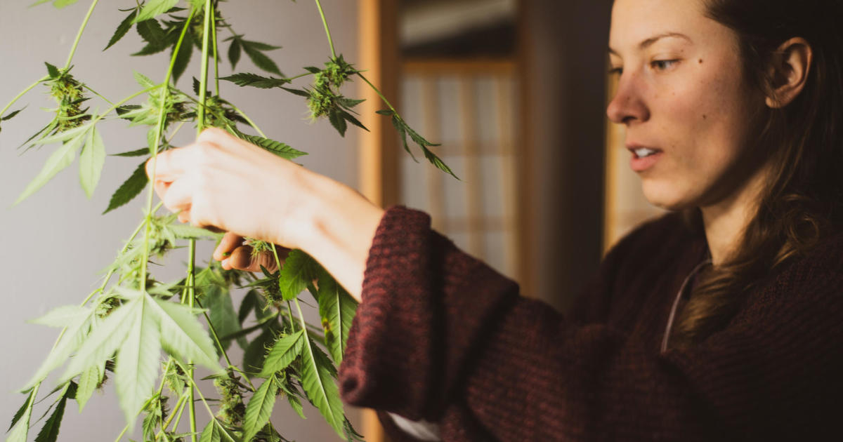 CT residents can grow marijuana at home. Here's what to know