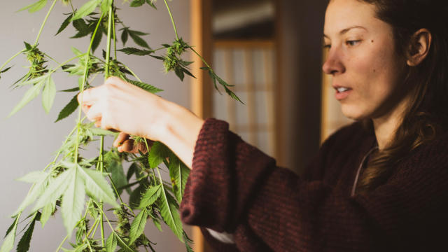 woman harvests buds from medicinal marijuana plant at home 