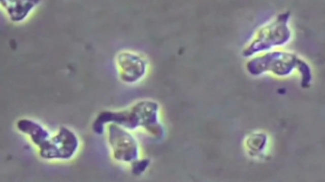 0731-en-amoeba-2170071-640x360.jpg 