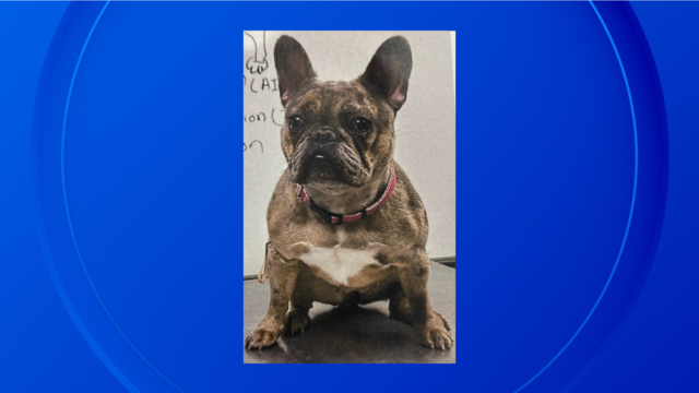 french-bulldog-stolen-in-detroit.png 