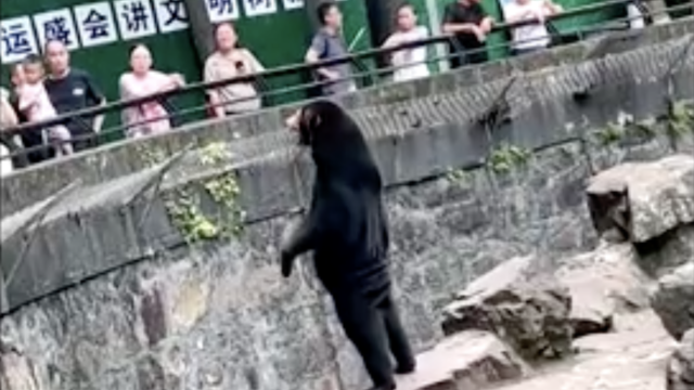 china-zoo-bear-fake.png 