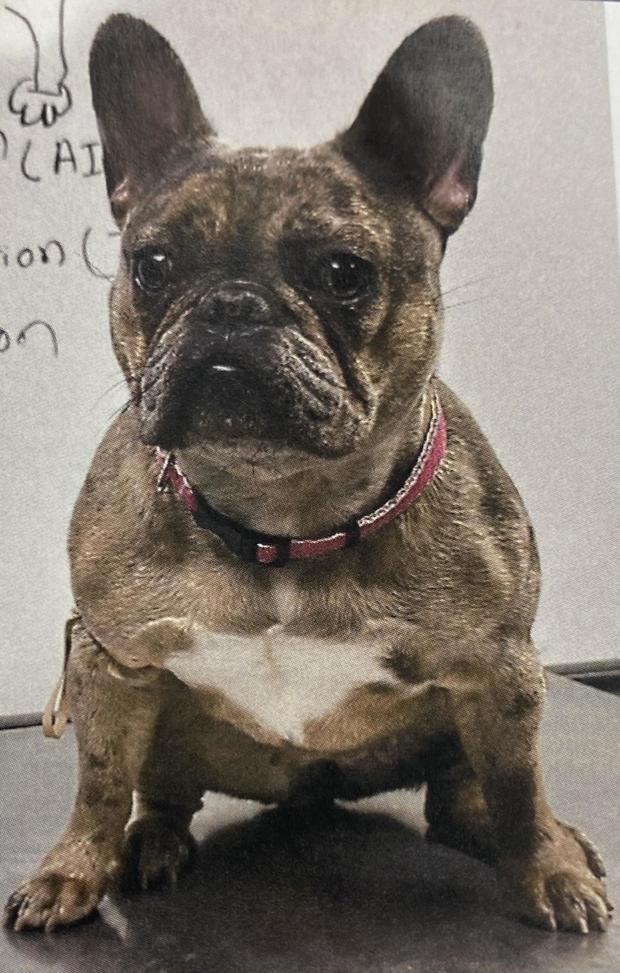 stolen-french-bulldog.jpg 