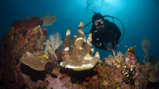Diver swimming over Sick Pillar Coral affected by Stony Coral Tissue Loss Disease (SCTLD) 