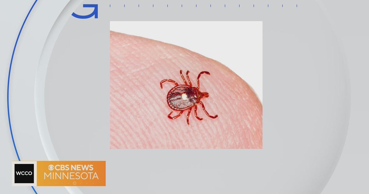 Good Question How prevalent is the lone star tick in Minnesota? CBS