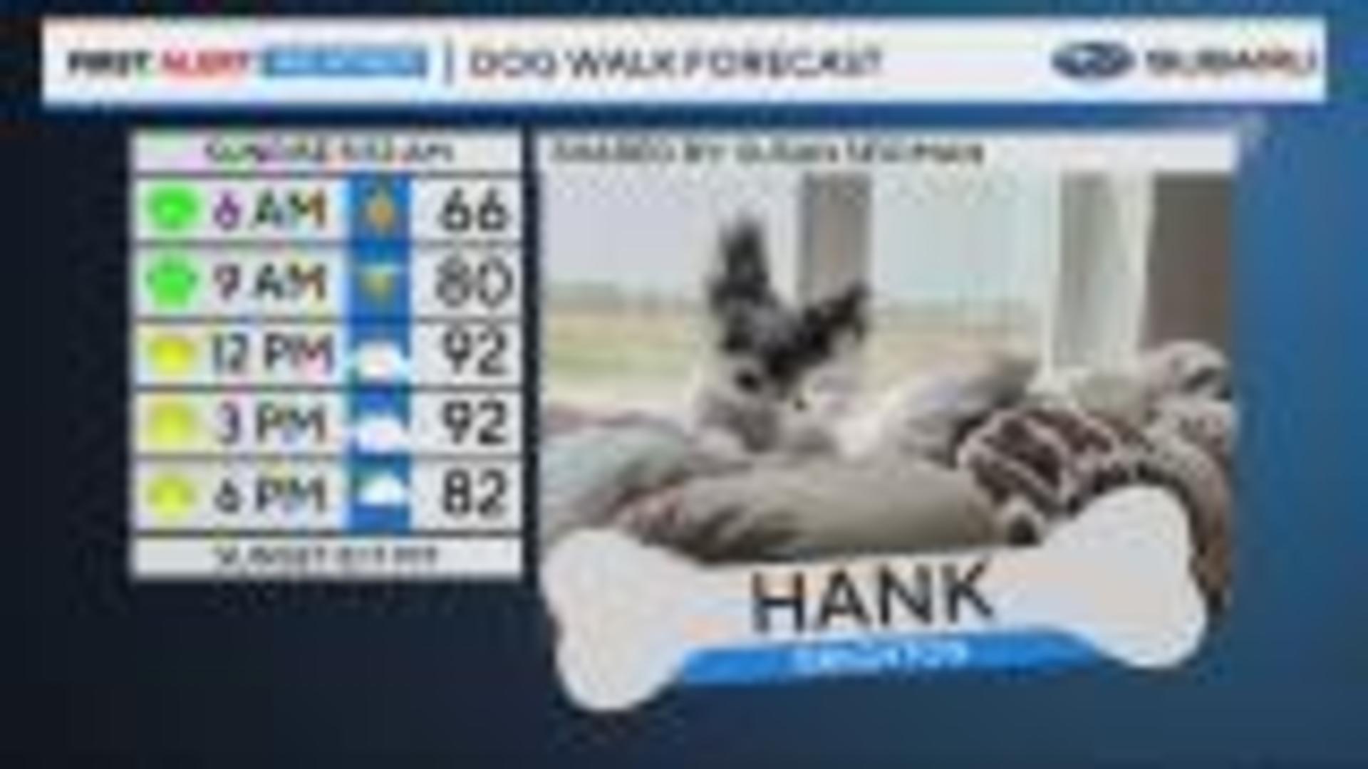 Dog Walk Forecast: Hank