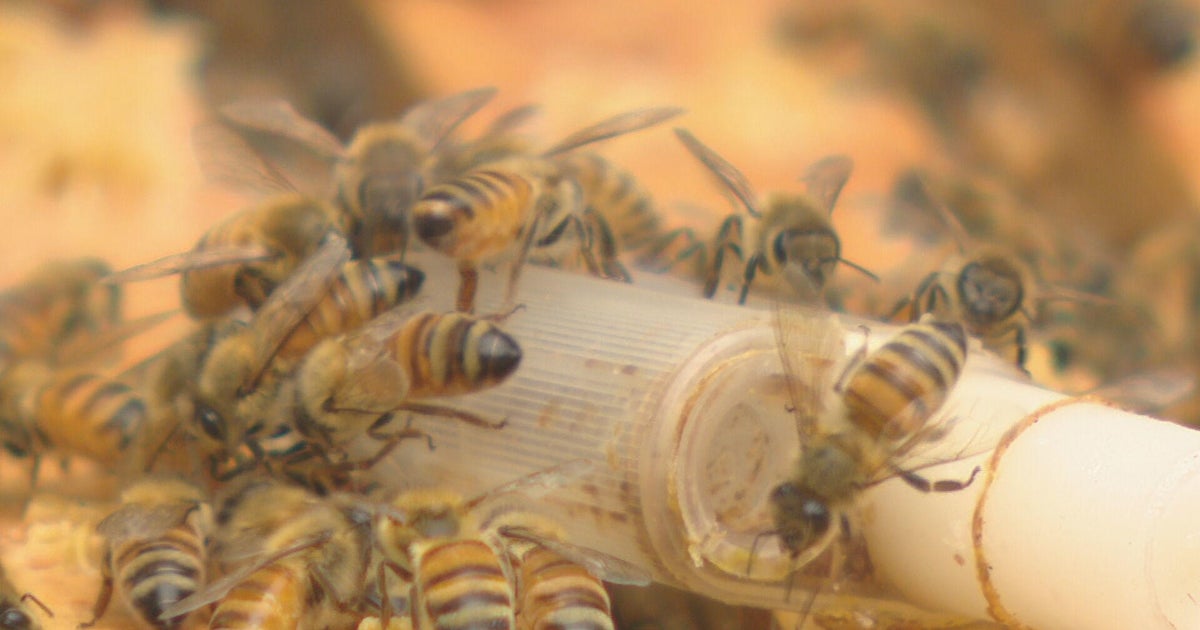 How a Colorado state law benefits bees and beekeepers CBS Colorado