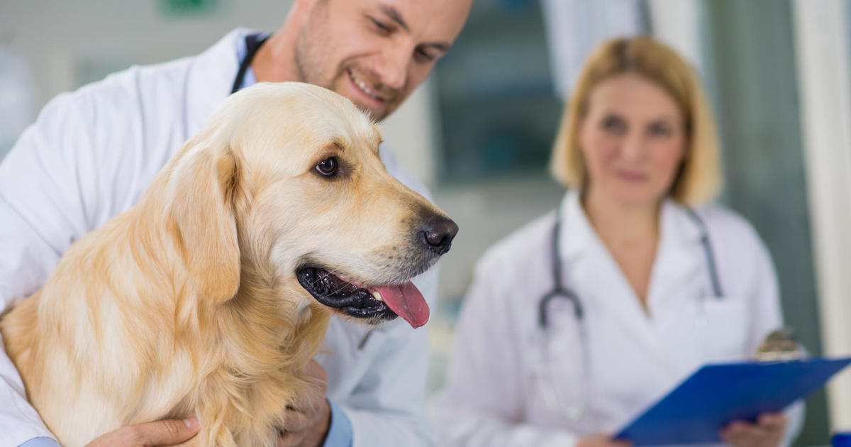Застраховка за домашни любимци за кучета: 3 основни мита развенчани