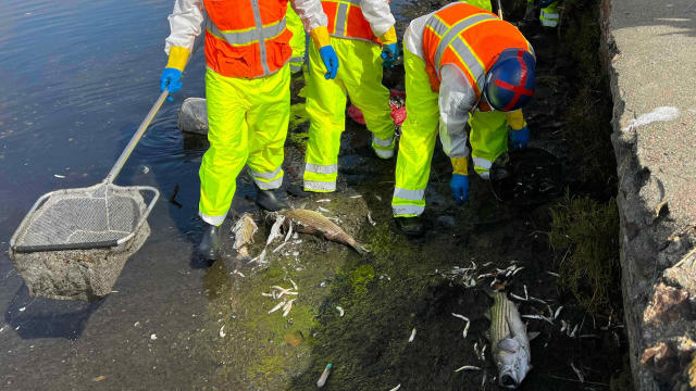Oakland Public Works workers remove dead fish lining the shores of Lake Merritt. 
