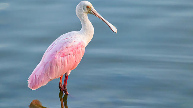 Side view of roseate spoonbill perching in lake,Cypress,Texas,United States,USA 