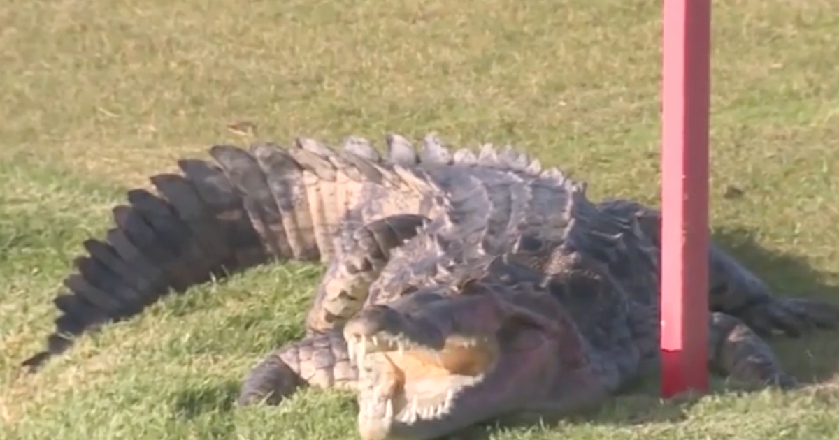 Florida neighbors worried right after crocodile killed pet doggy Florida neighbors worried right after crocodile killed pet doggy