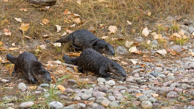 North American River Otter (Lontra canadensis) 3 adults runnining on river bank, Montana, USA, October, controlled subject 