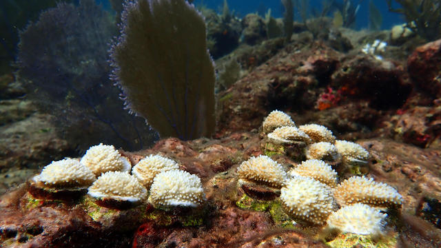 global warming, coral restoration, coral restoration foundation, Florida Keys, 