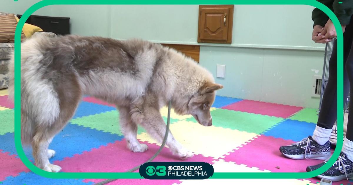 Bucks County doggy day care helps dog named Reggie after found running on  I-95 - CBS Philadelphia