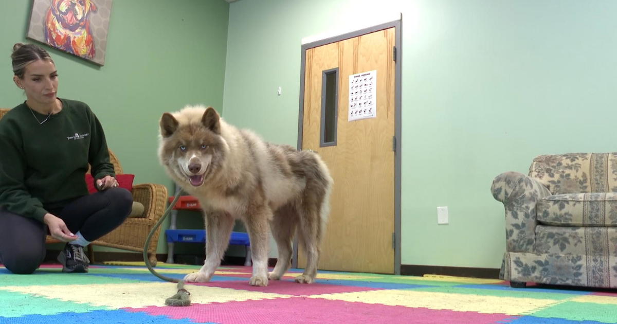 Bucks County doggy day care helps dog named Reggie after found running on I-95