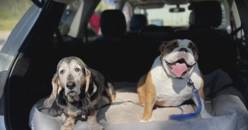 Brandywine Valley SPCA holding free pet vaccine clinic in Chester County Brandywine Valley SPCA holding free pet vaccine clinic in Chester County