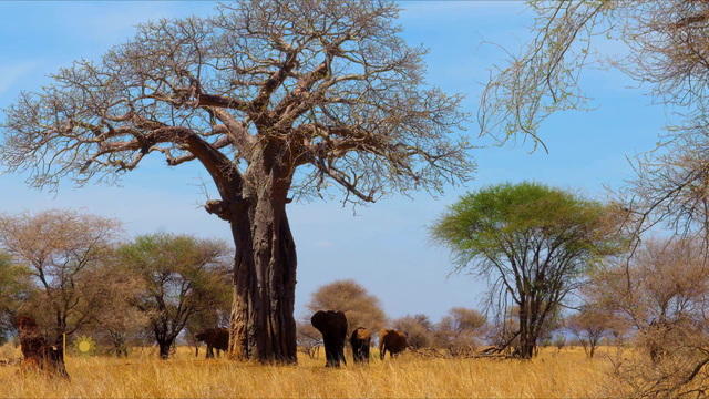 nature-tanzania-1920-2185054-640x360.jpg 