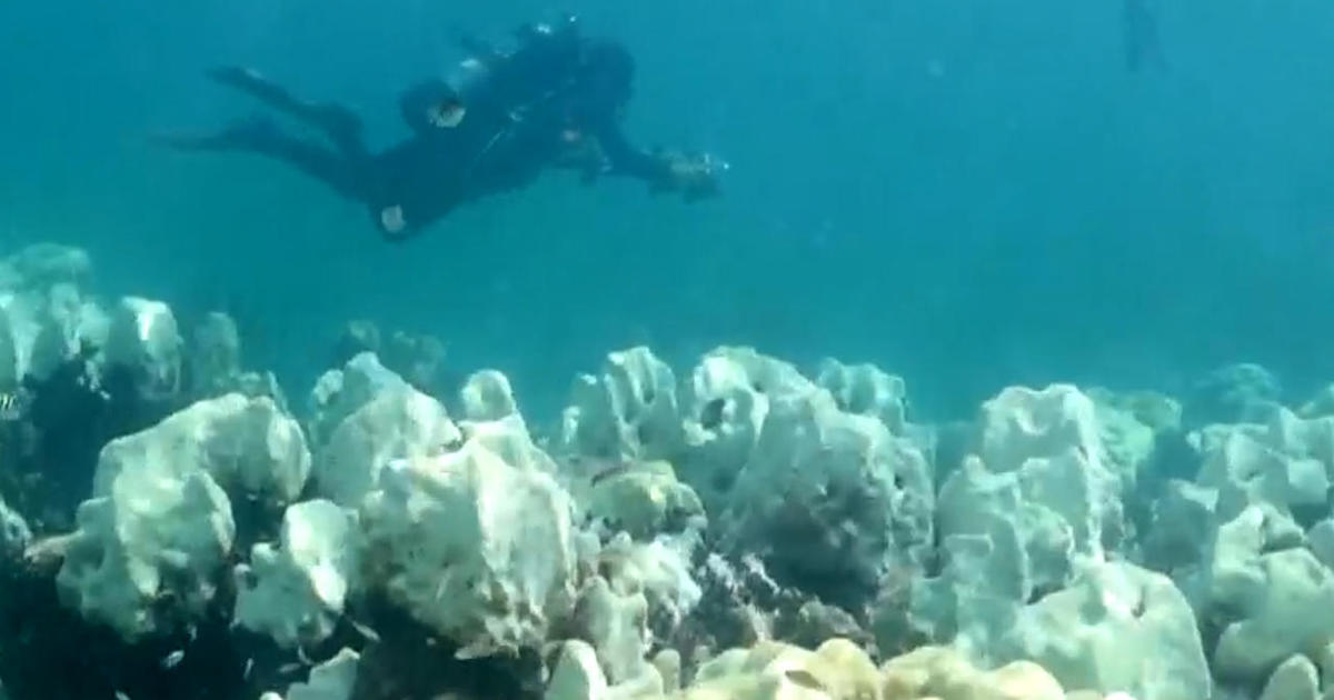 Полагат се спешни усилия за спасяване на кораловите рифове от покачващите се температури на океана край Флорида Кийс