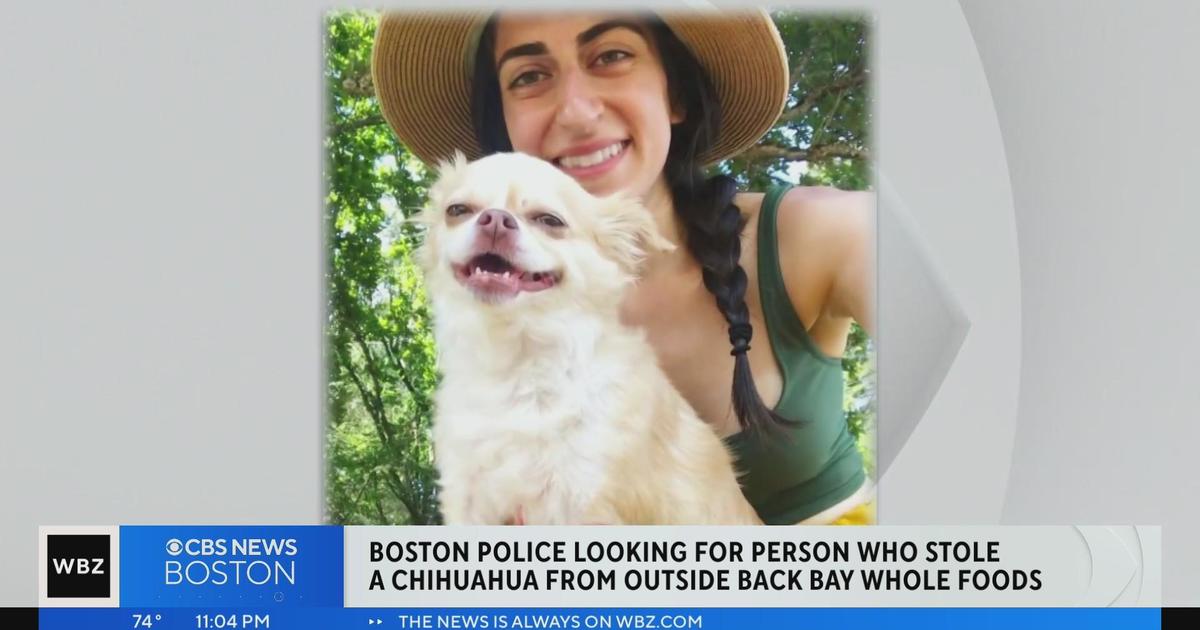 Boston woman pleads for dog’s safe return after he’s stolen