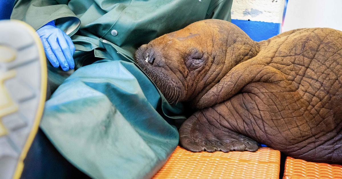 Изгубено 140-килограмово бебе морж се гушка 