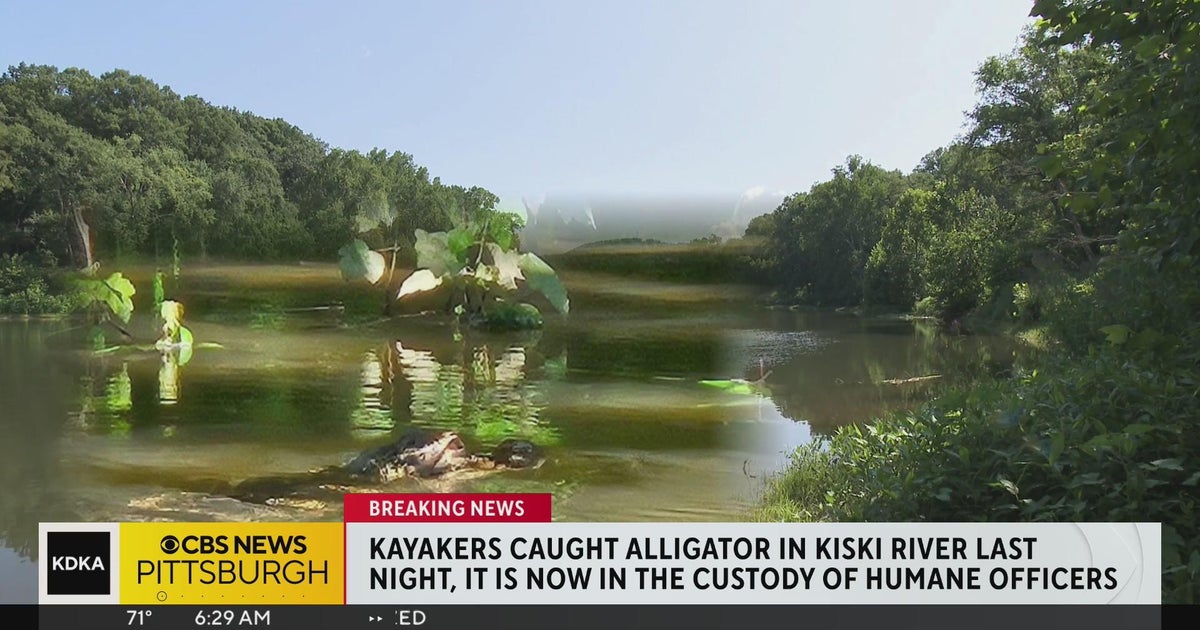 Police kayakers catch alligator after several sightings along kiski
