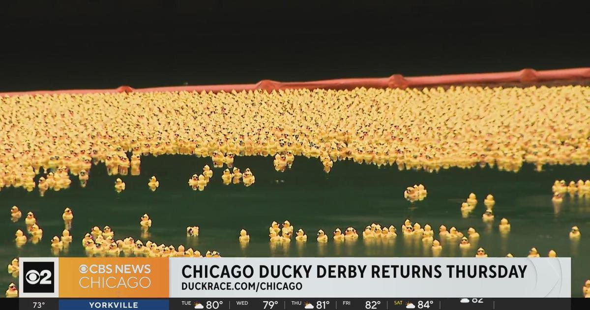 Chicago Ducky Derby returns to RIverwalk on Thursday CBS Chicago