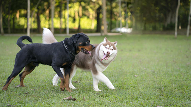 Rottweiler dog and Alaskan Malamute in the park. 