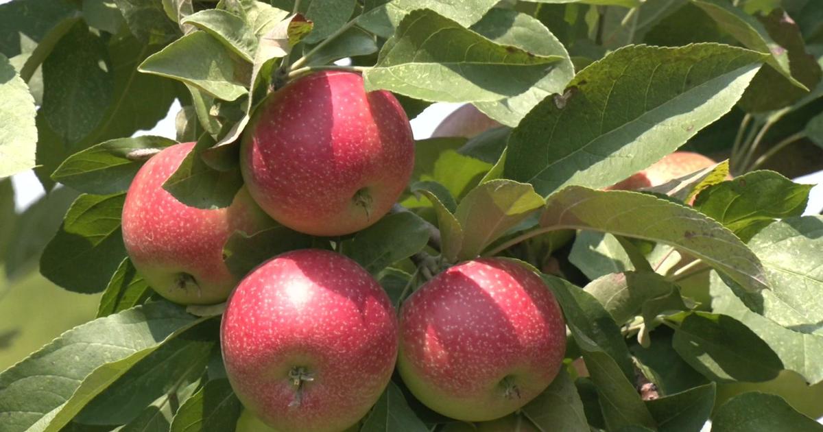 Red Delicious apple is no longer America's no. 1 - CBS News