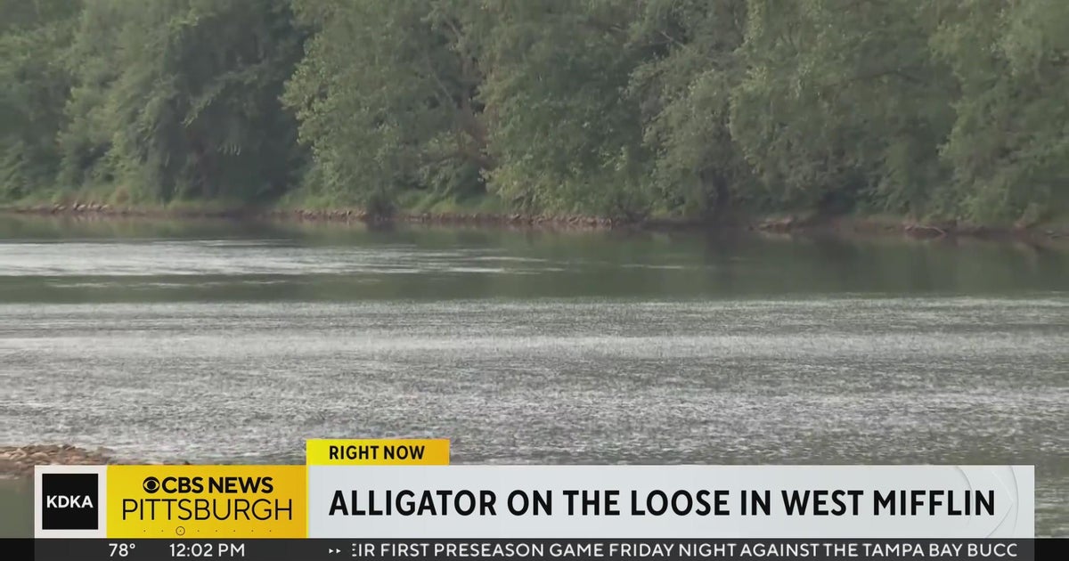 West mifflin residents reportedly spot alligator in mon river cbs