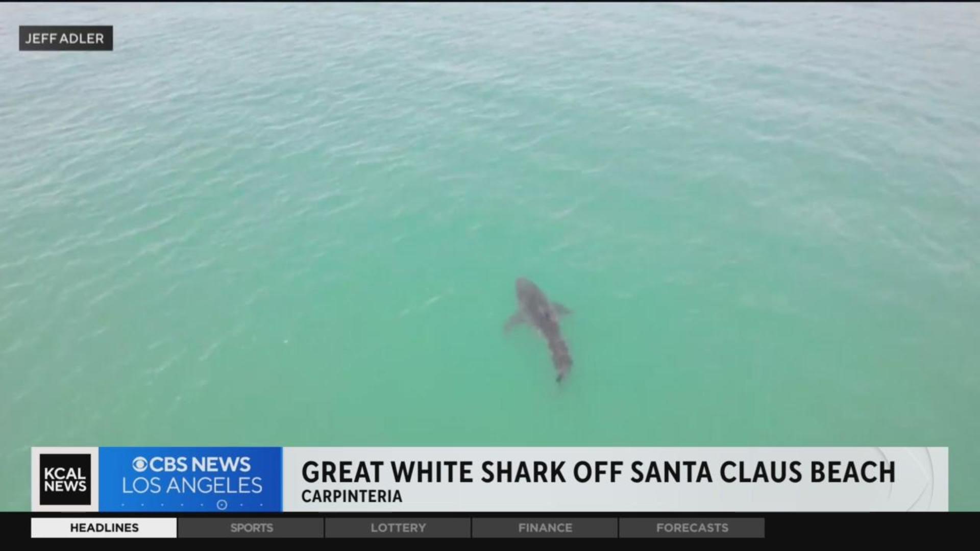 Extremely Rare' Sighting of Newborn Great White Shark Reported Off  California Coast, Smart News