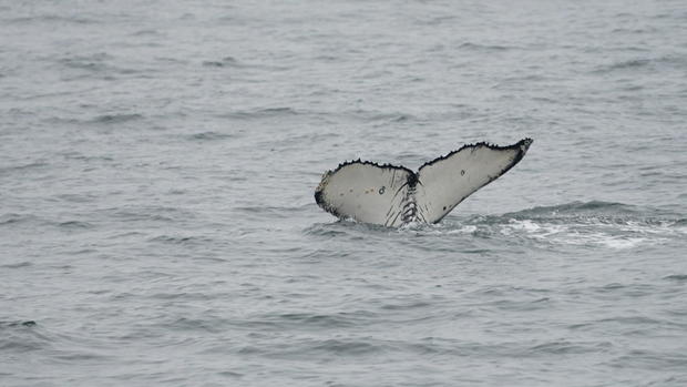 whale-conor-knighton.jpg 