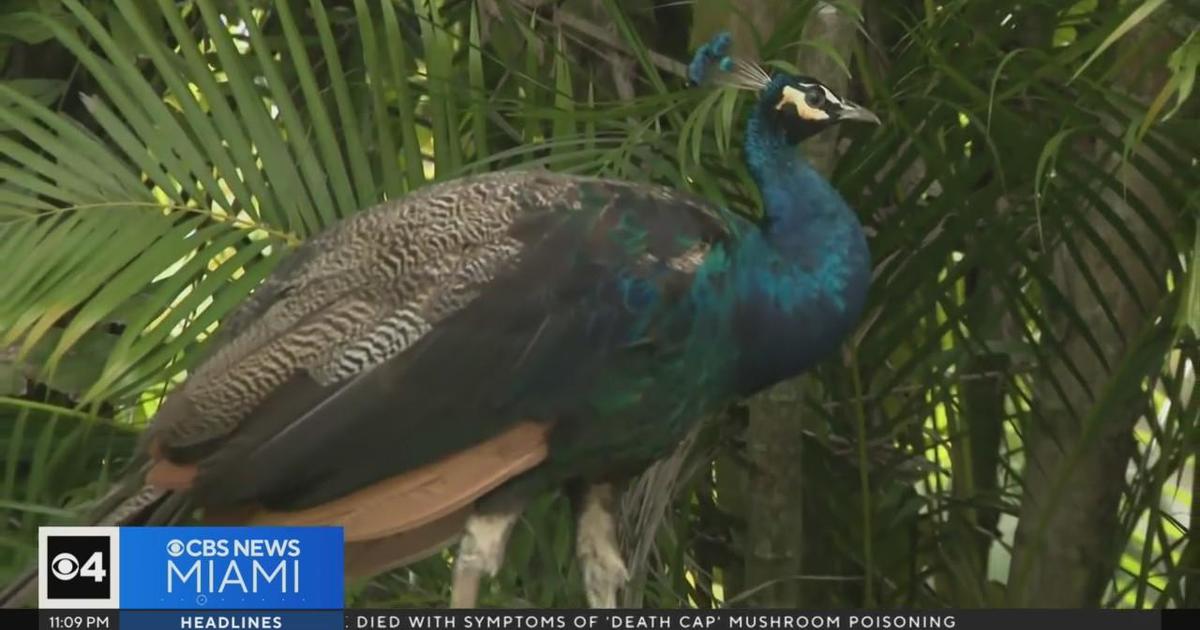 Pinecrest Plans Peacock Vasectomies To Curb Bird Population Cbs Miami