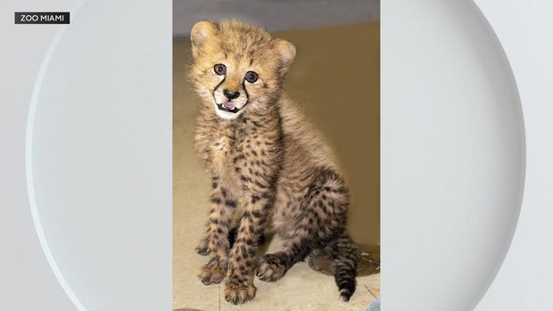 winston-cheetah-3.jpg