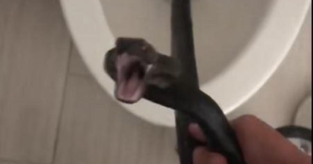 Whoa! This deadly SNAKE spotted inside a BATHTUB will give you the chills