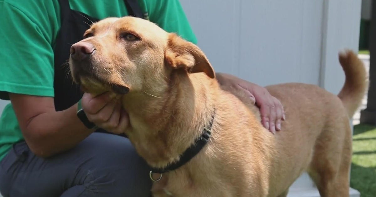 PAWS Pet of the Week Lakota