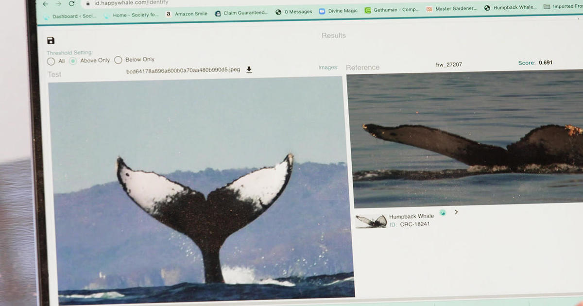 Разпознаване на лица? Какво ще кажете за разпознаването на опашката? Идентифициране на отделни гърбати китове онлайн