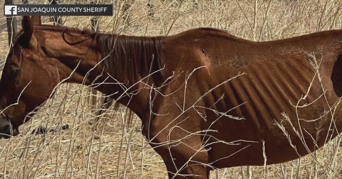 Arrest made in animal cruelty case involving San Joaquin County pasture Arrest made in animal cruelty case involving San Joaquin County pasture