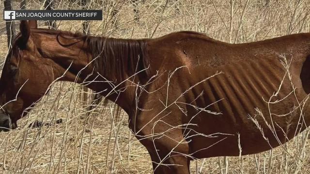 starved horse sj county 