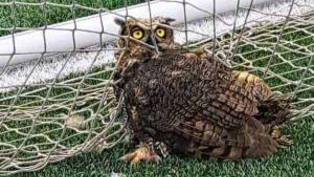 kdka-owl-soccer-net.png 