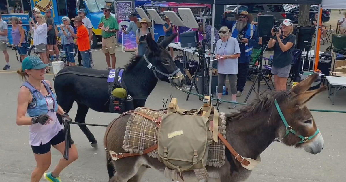 Hee-haw: Burro racing gains popularity in Colorado