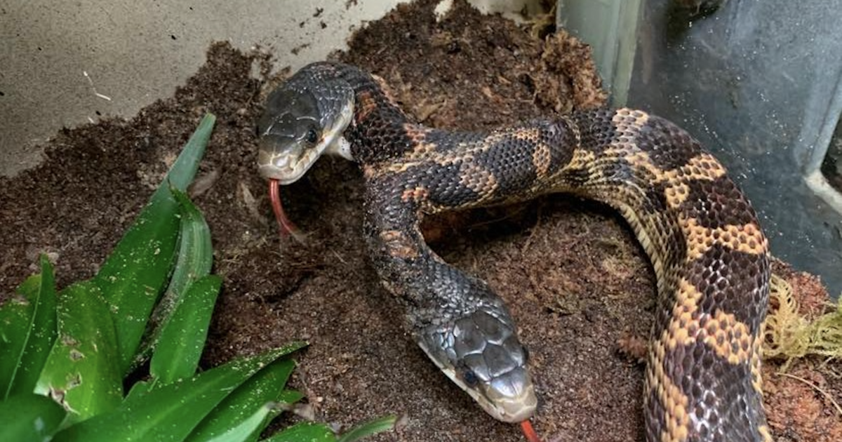 You can now visit a rare snake that has 2 heads, 2 brains and 1  uncoordinated body at a Texas zoo - CBS News