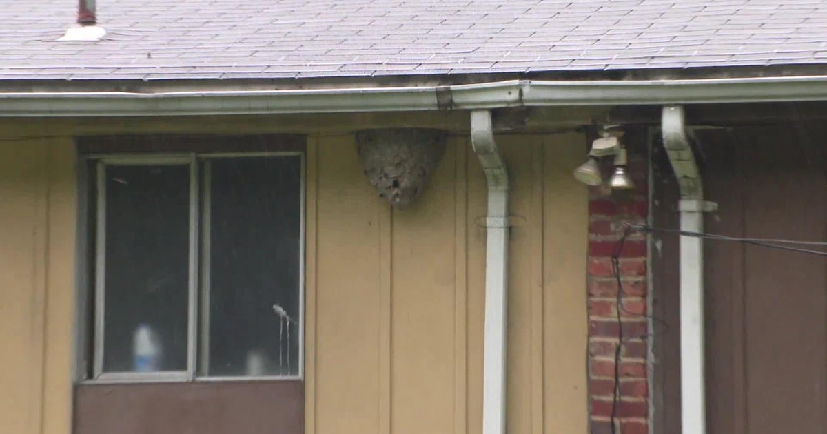 Basketballsized hornets nest in Wilkinsburg has neighbors concerned
