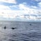 4 Australian surfers found alive after boat capsized off Indonesia