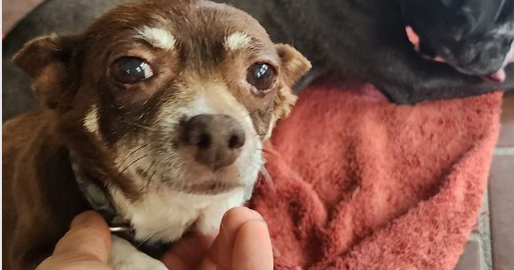 SW Miami-Dade family members appeals for return of Chihuahua taken during residence theft SW Miami-Dade family members appeals for return of Chihuahua taken during residence theft