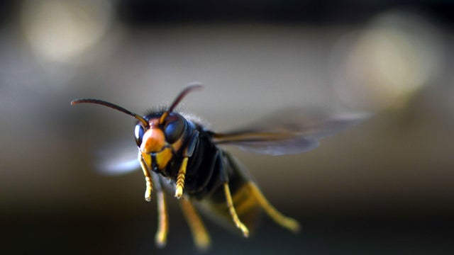 A yellow-legged hornet flying in France 