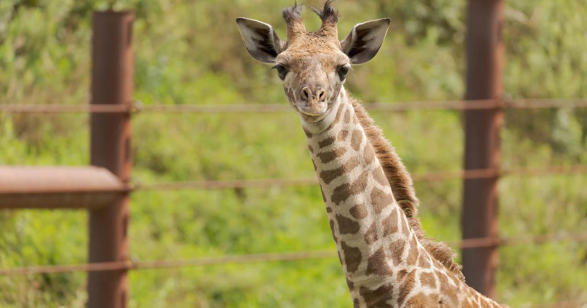 'Boston's tallest and biggest baby': Franklin Park Zoo welcomes new