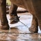 Activists campaign to free chained zoo elephants in Vietnam