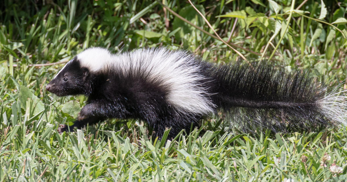 Three skunks in Macomb County test positive for rabies